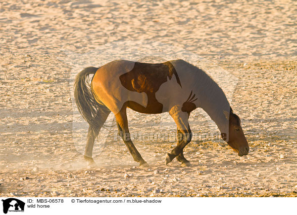 wild horse / MBS-06578
