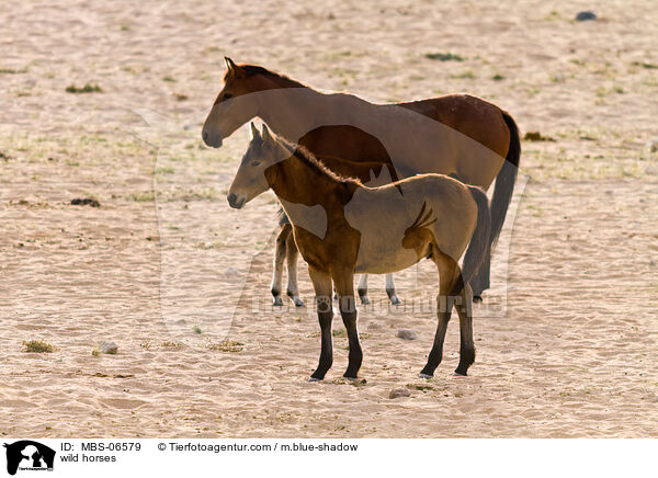wild horses / MBS-06579