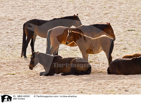 wild horses / MBS-06581