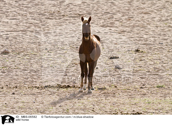 wild horse / MBS-06582