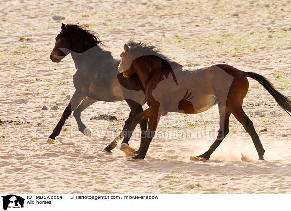 wild horses / MBS-06584