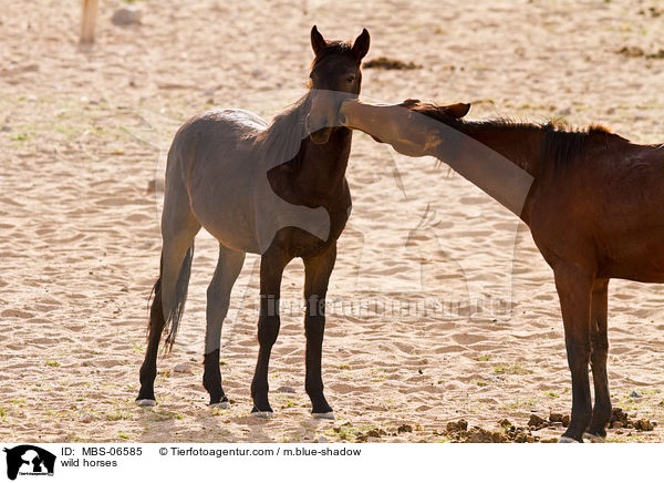 wild horses / MBS-06585