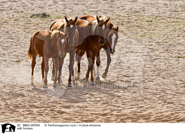 wild horses / MBS-06589