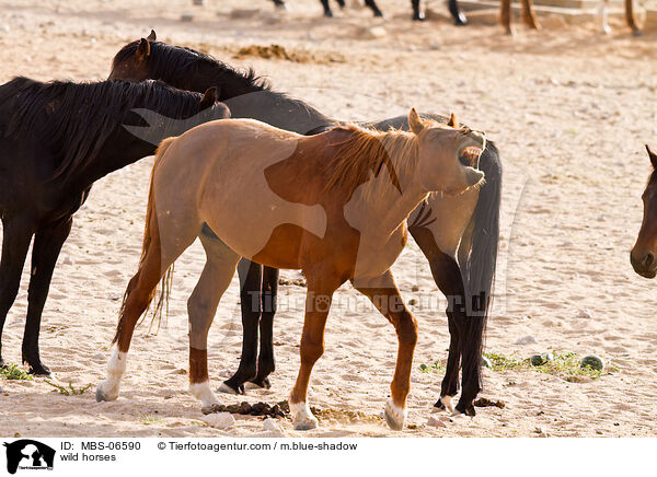 wild horses / MBS-06590