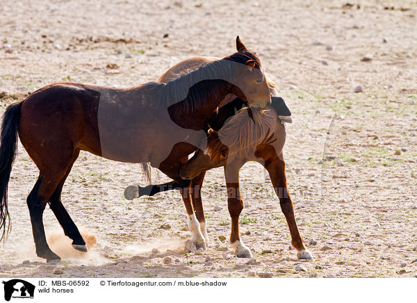 wild horses / MBS-06592