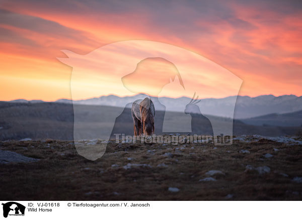 Wildpferd / Wild Horse / VJ-01618