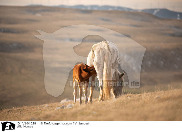 Wild Horses / VJ-01629