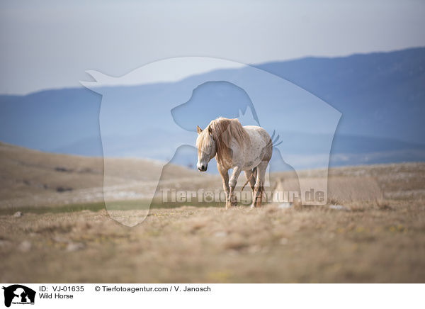 Wild Horse / VJ-01635