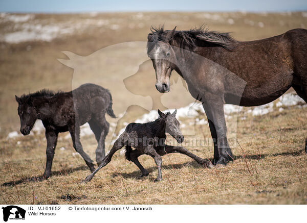 Wild Horses / VJ-01652
