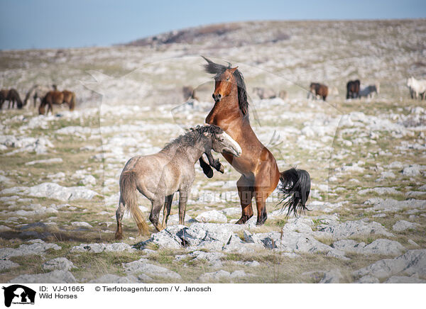 Wildpferde / Wild Horses / VJ-01665