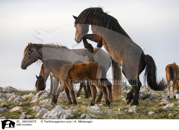 wild horses / AM-06975