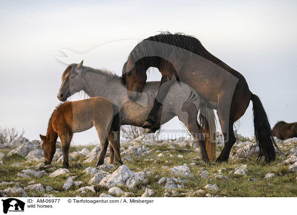 Wildpferde / wild horses / AM-06977