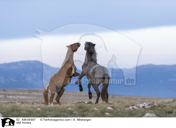wild horses / AM-06987