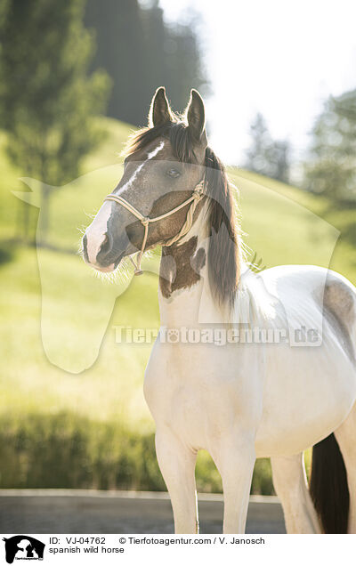 spanish wild horse / VJ-04762