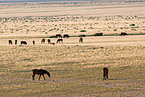 wild horses
