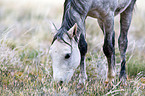 wild horse