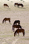 wild horses