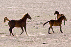 wild horses