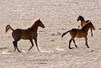 wild horses