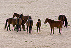 wild horses