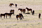 wild horses