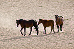 wild horses