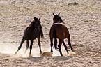 wild horses