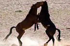 wild horses