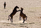 wild horses