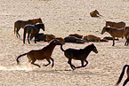 wild horses