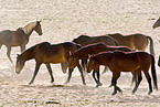 wild horses