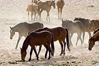 wild horses