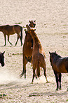 wild horses