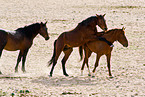 wild horses