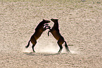 wild horses