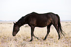 wild horse