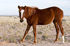 wild horse