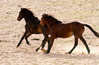 wild horses