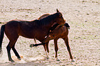 wild horses