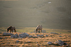 Wild Horses