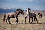 Wild Horses