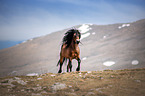 Wild Horse