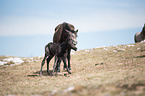 Wild Horses