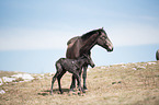 Wild Horses