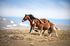 Wild Horses