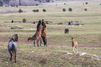 wild horses