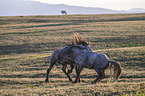 wild horses