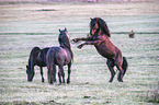 wild horses