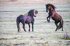 wild horses