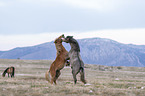 wild horses